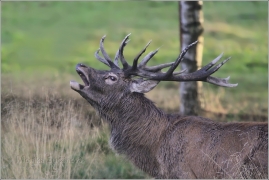 <p>JELEN LESNÍ (Cervus elaphus) obora /Red deer - Rothirsch/</p>